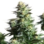 Preview: Amnesia Haze Photo (Photoperiodic Sativa)